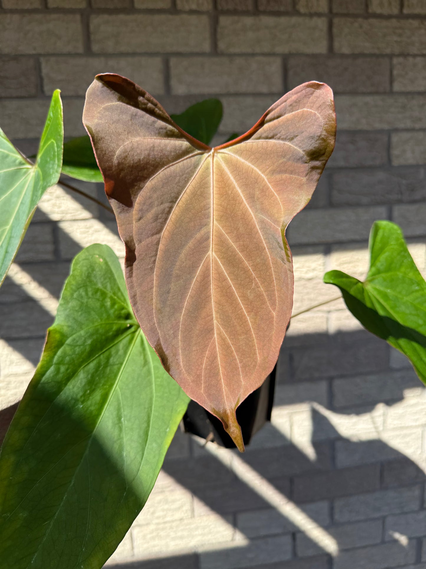 Black Sweet x Dark Momma