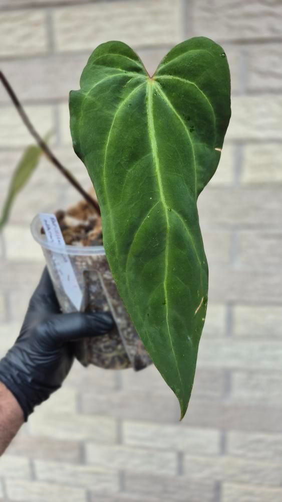 Anthurium Papillilaminum Naomi