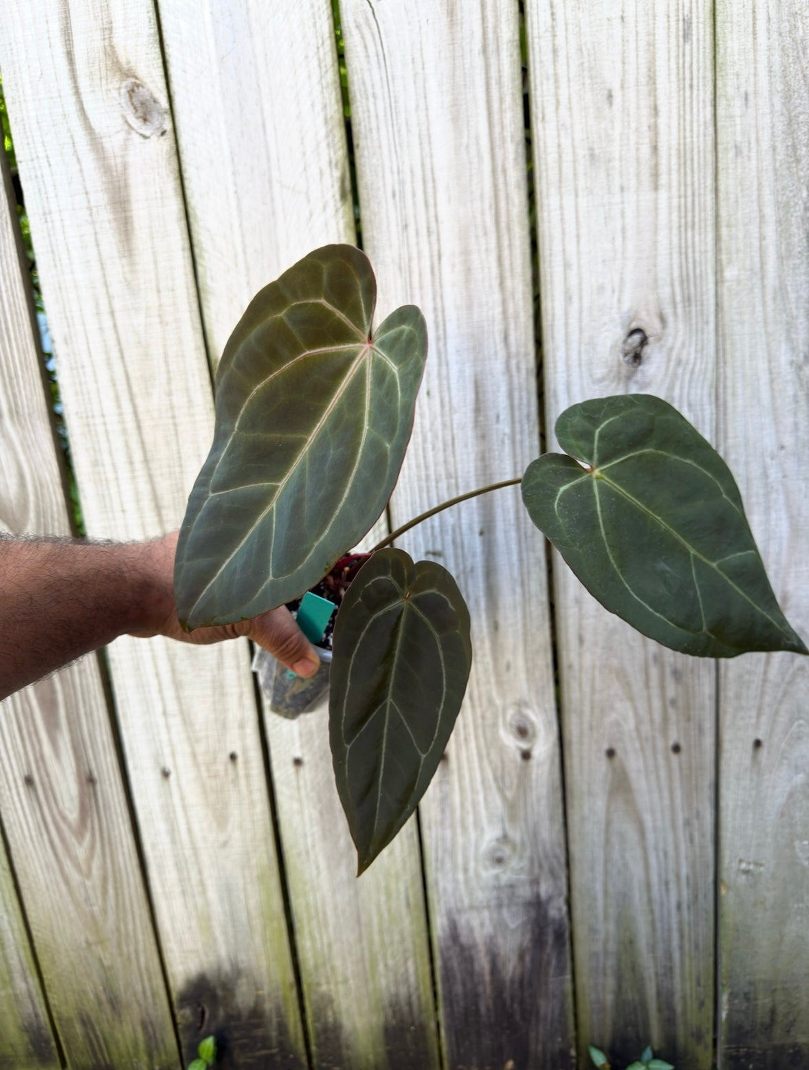 Blue Papillilaminum x Warocqueanum