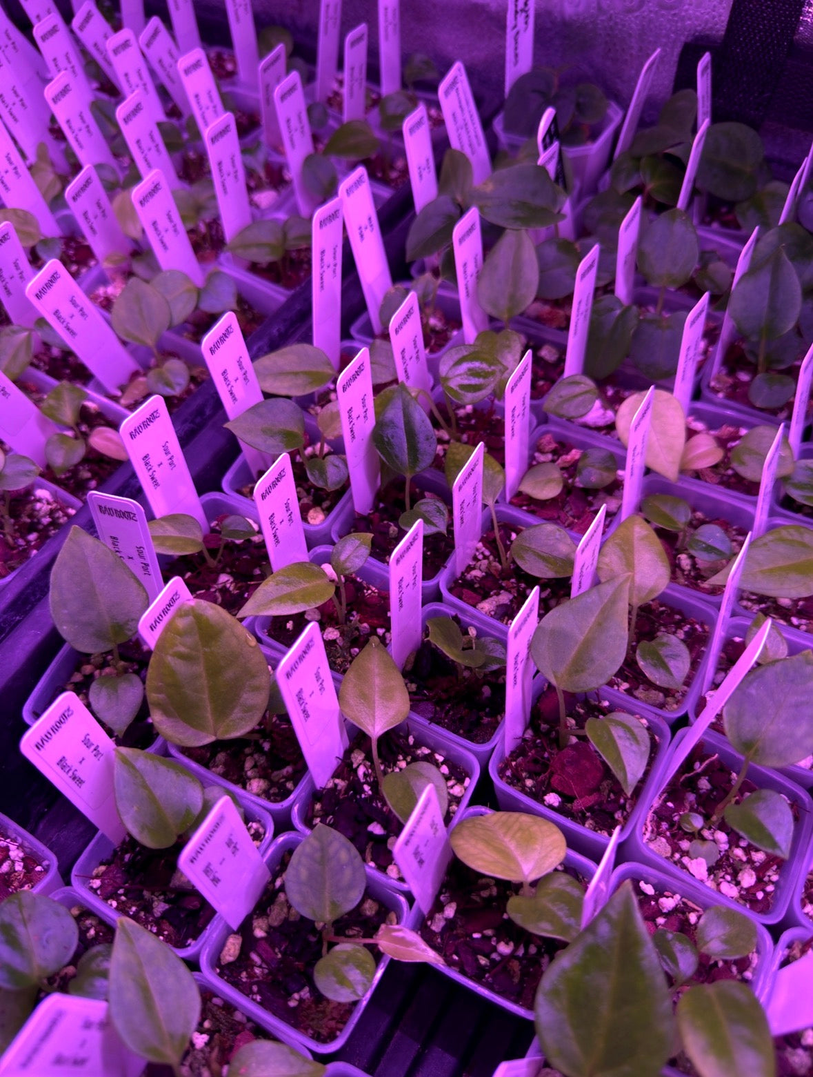 Sour Port x PURGATORI Seedling