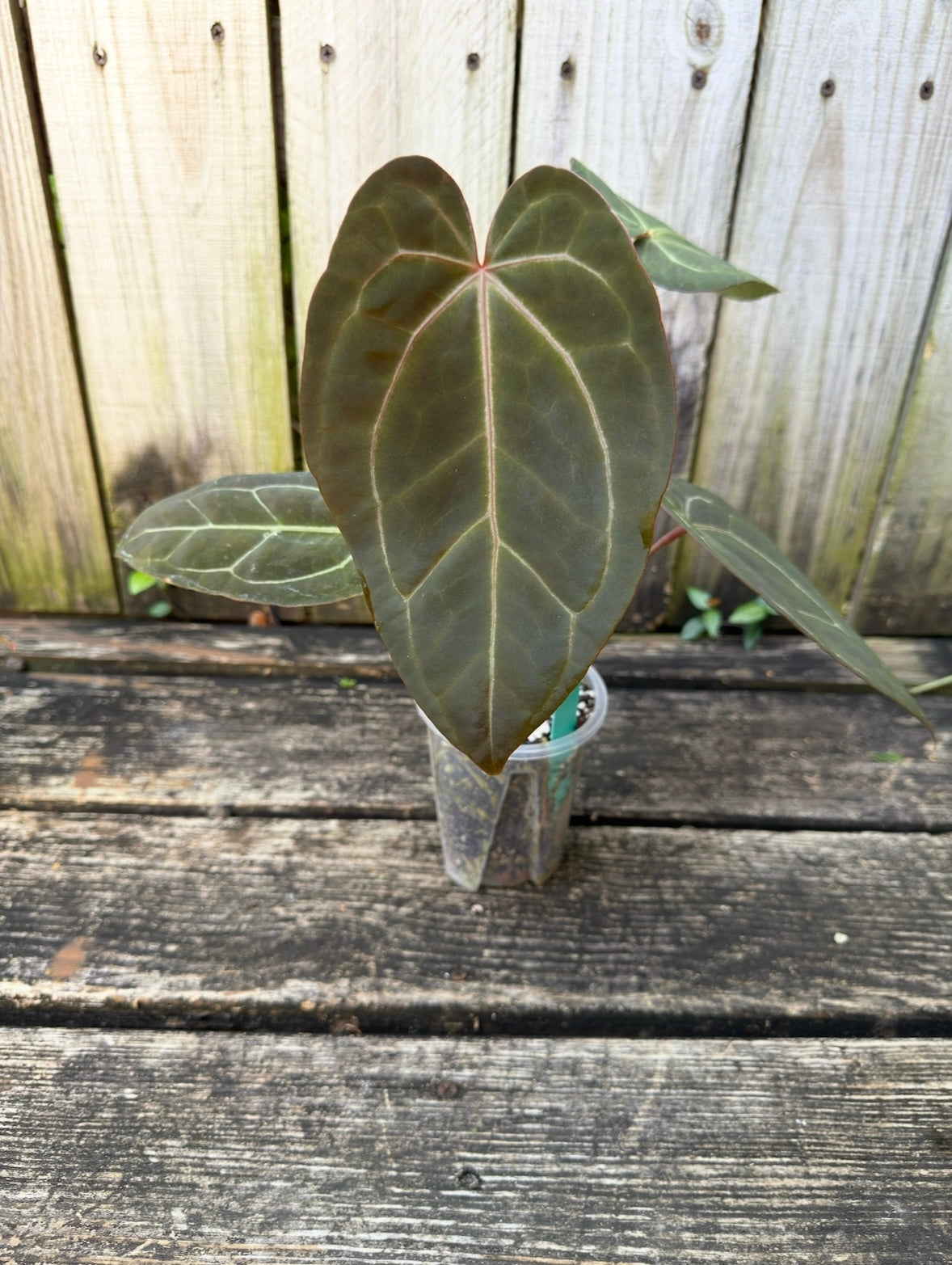 Blue Papillilaminum x Warocqueanum