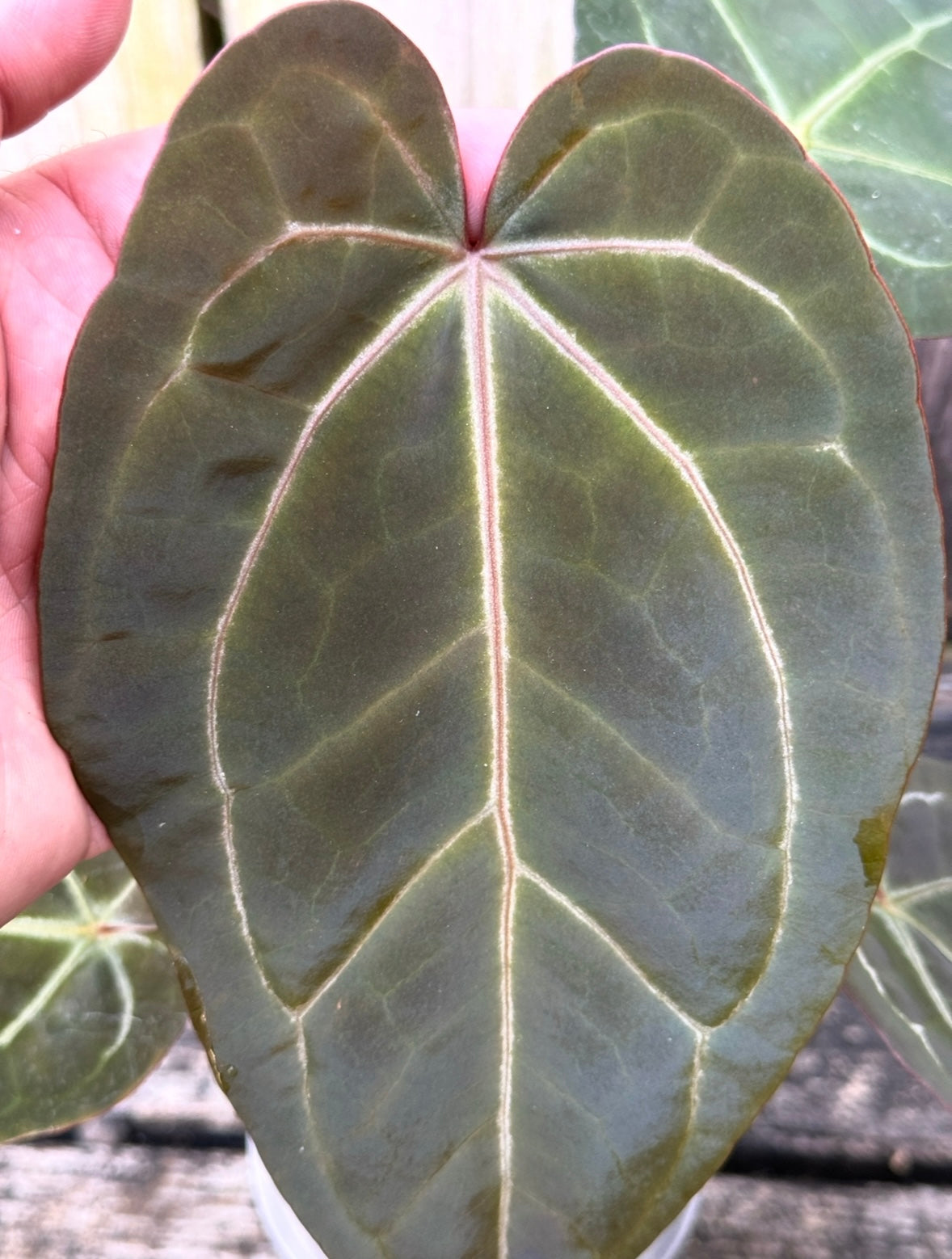 Blue Papillilaminum x Warocqueanum