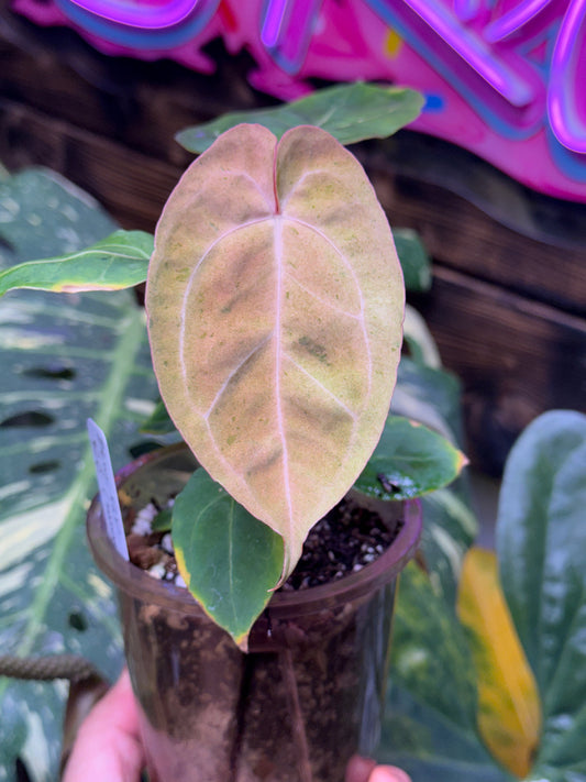 Blue Pap x Res Crystal