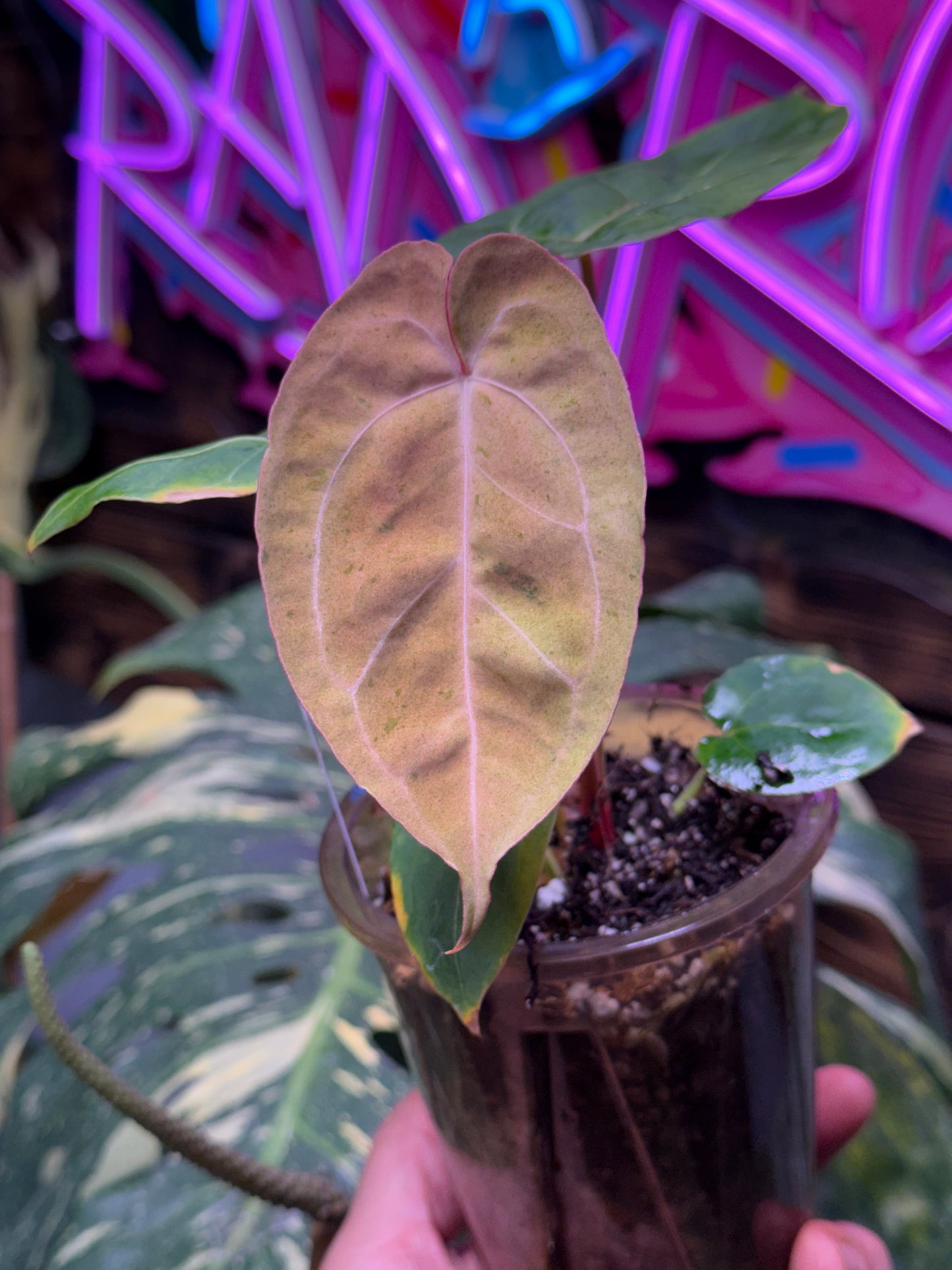 Blue Pap x Res Crystal