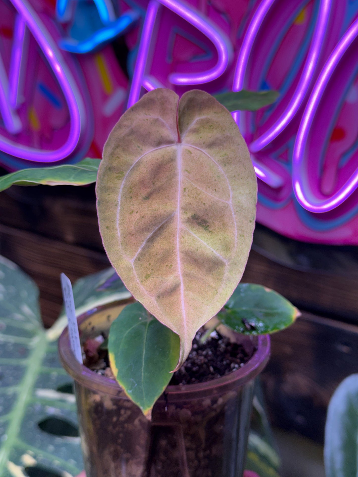 Blue Pap x Res Crystal