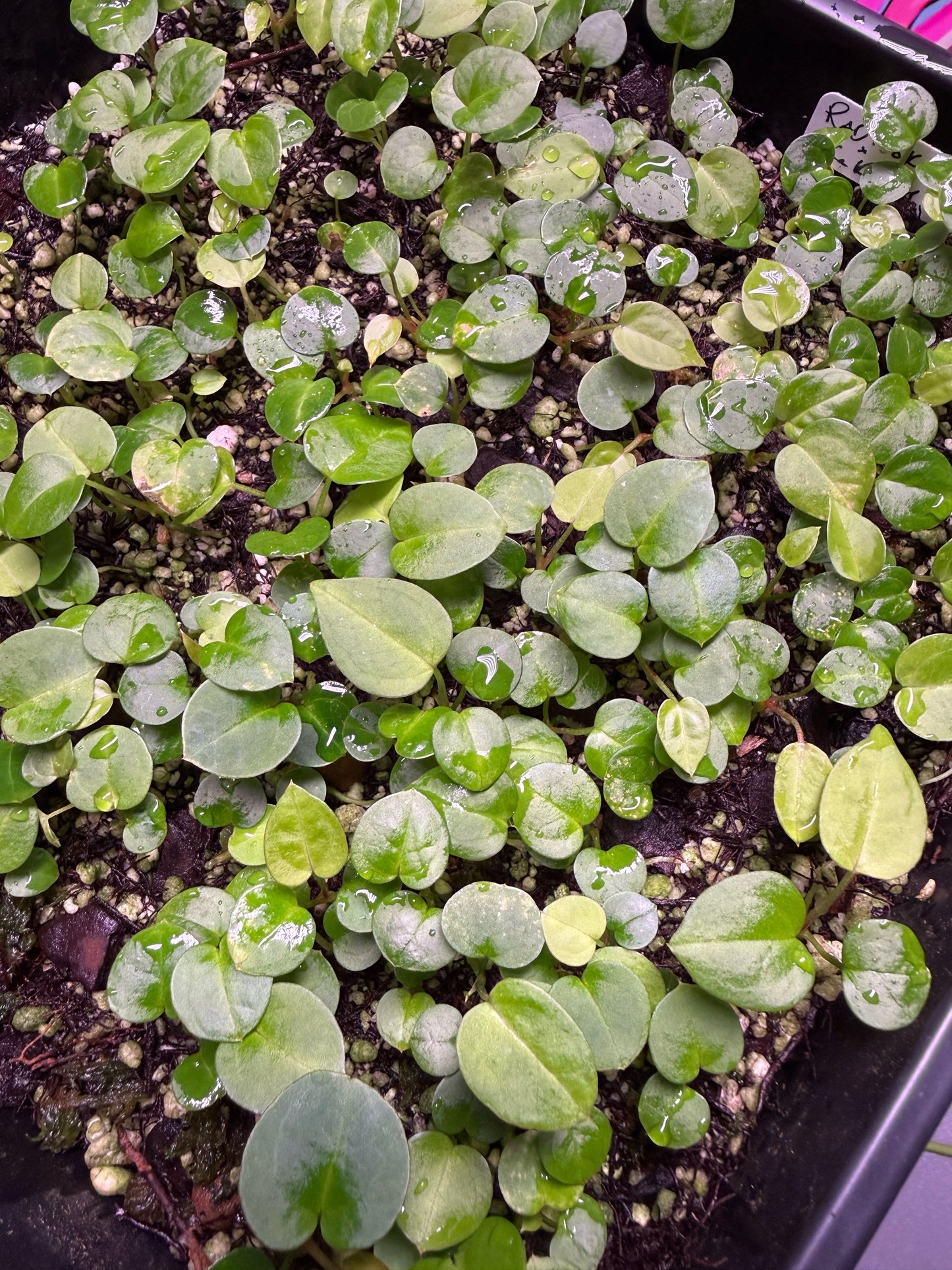 Rad Pookie x Ka KAAH! Seedling