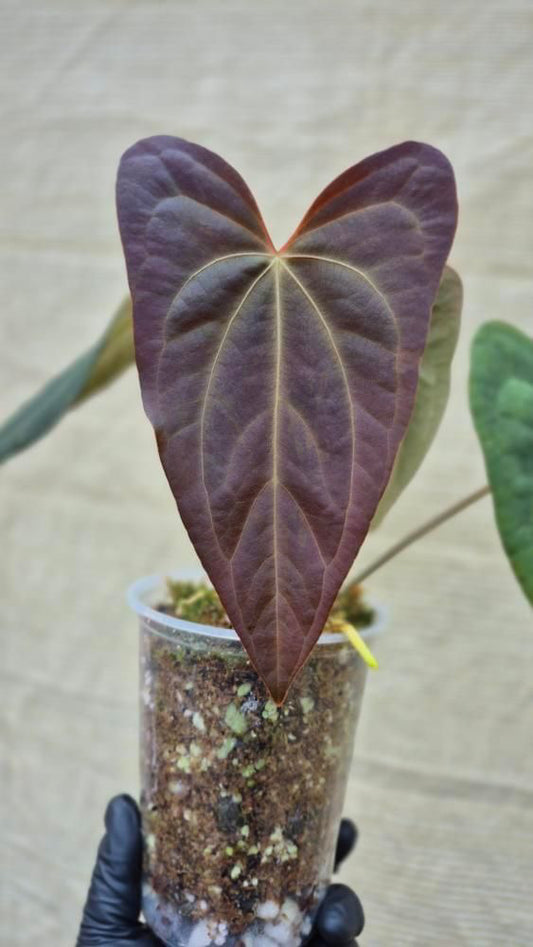 Anthurium Blue Pap x Pap X-one SALE