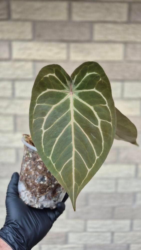 Anthurium NOID (production ready)