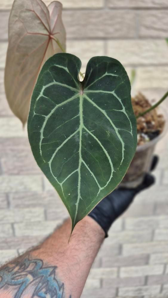 Anthurium NOID (production ready)