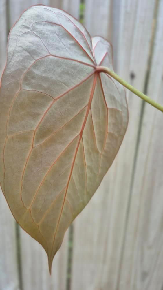 Anthurium NOID (production ready)