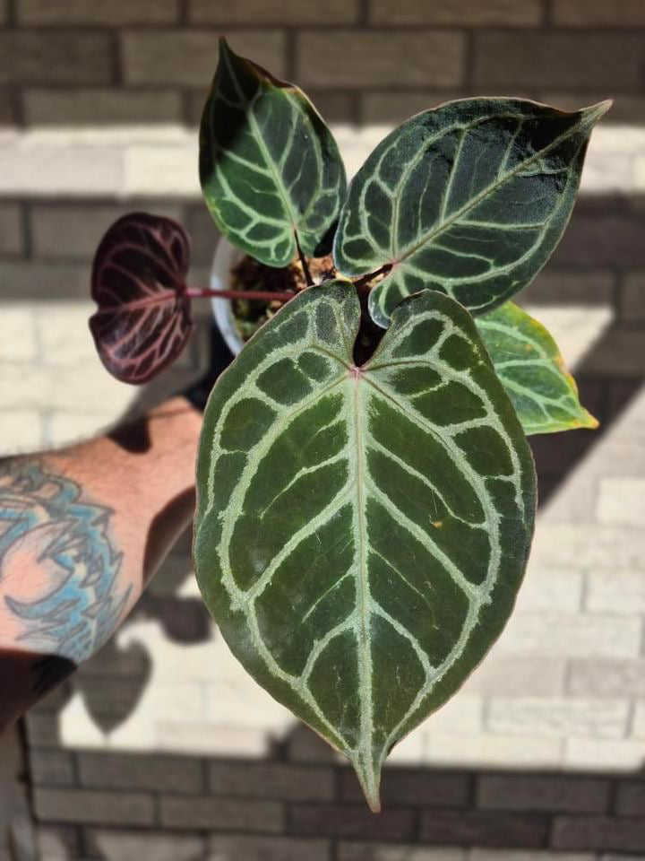 Anthurium KOS/HU x red crystal