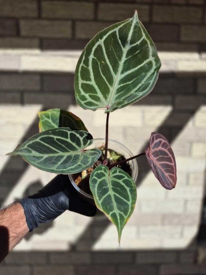 Anthurium KOS/HU x red crystal