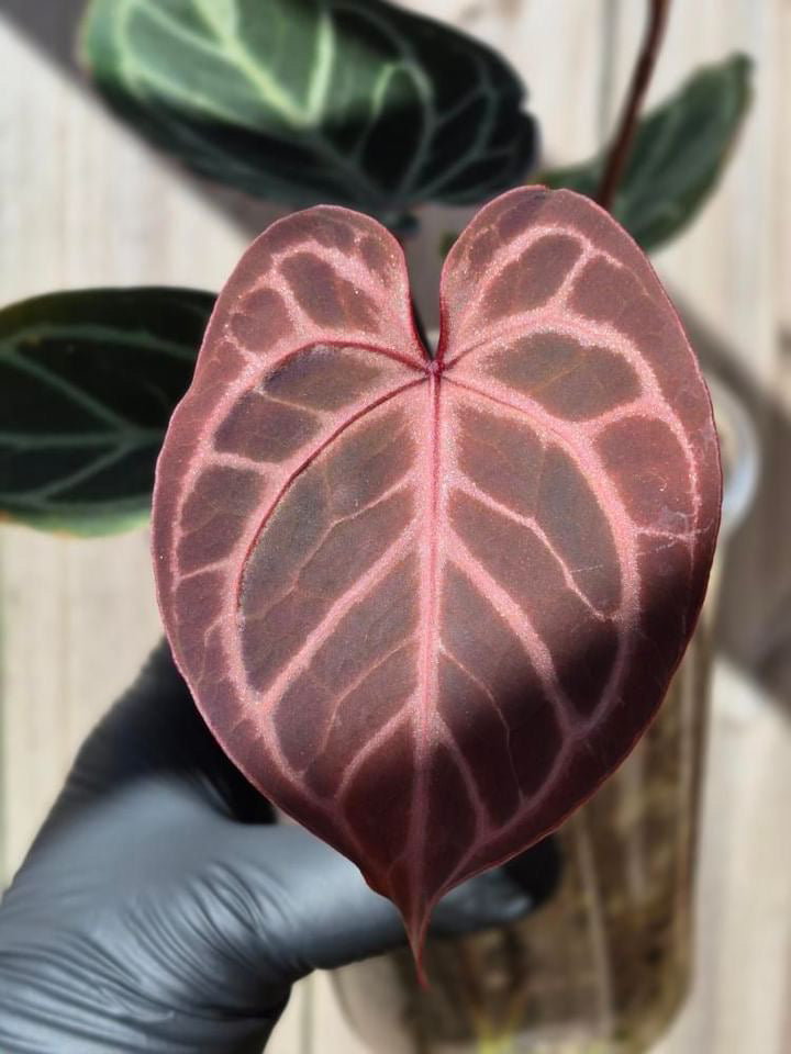 Anthurium KOS/HU x red crystal