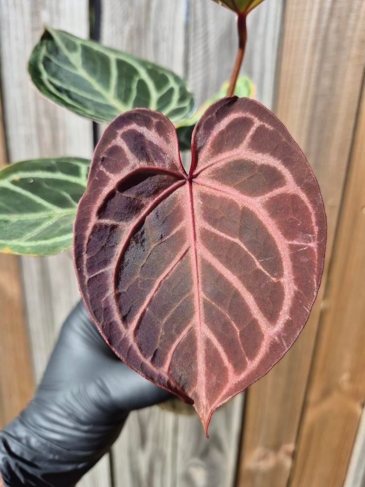 Anthurium KOS/HU x red crystal