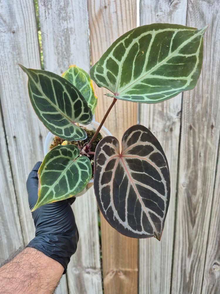 Anthurium KOS/HU x red crystal