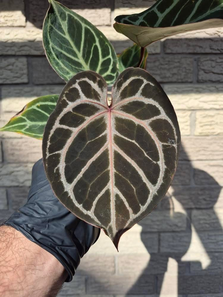 Anthurium KOS/HU x red crystal