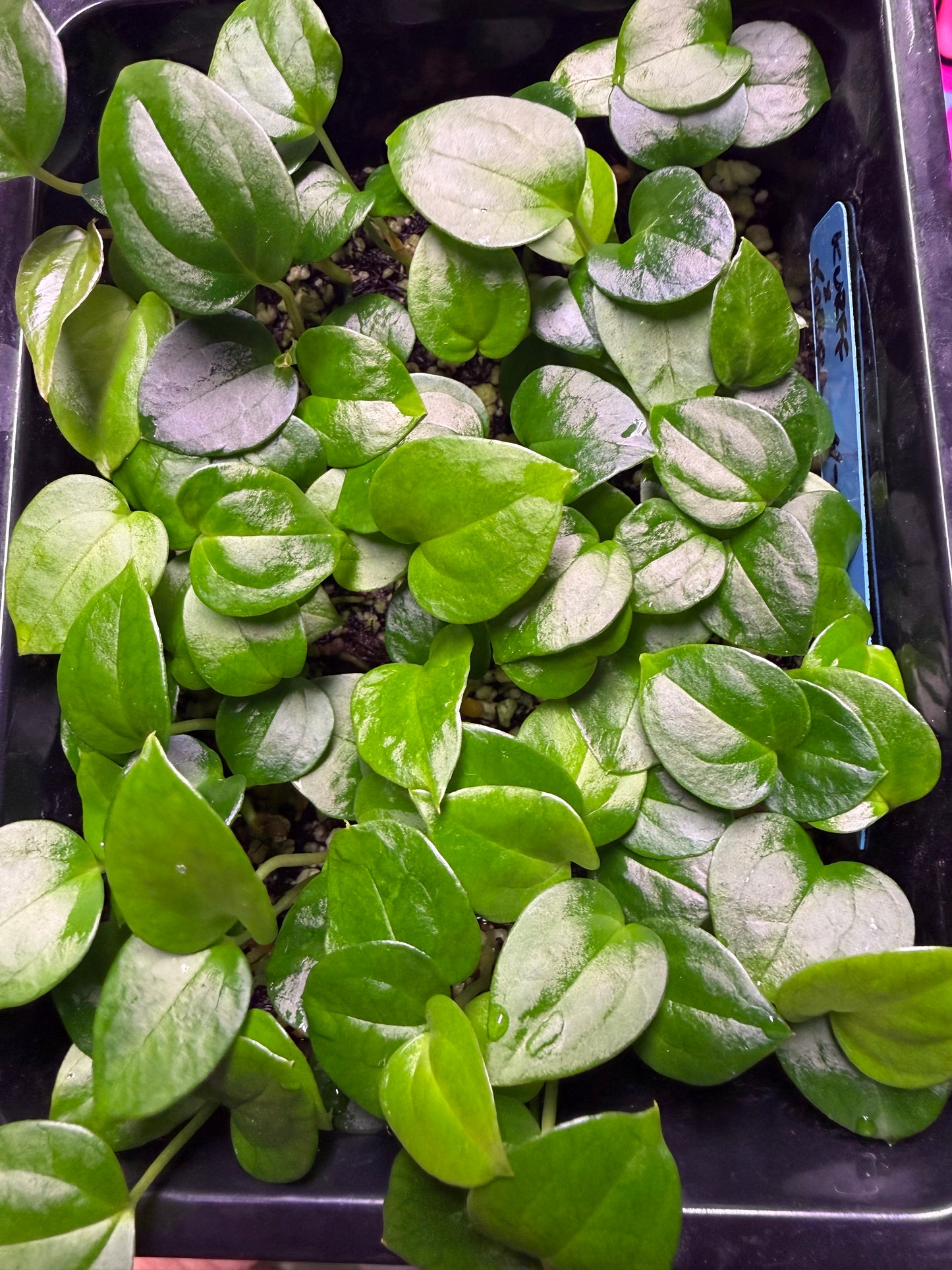Kerfuffle x Kobra Seedling