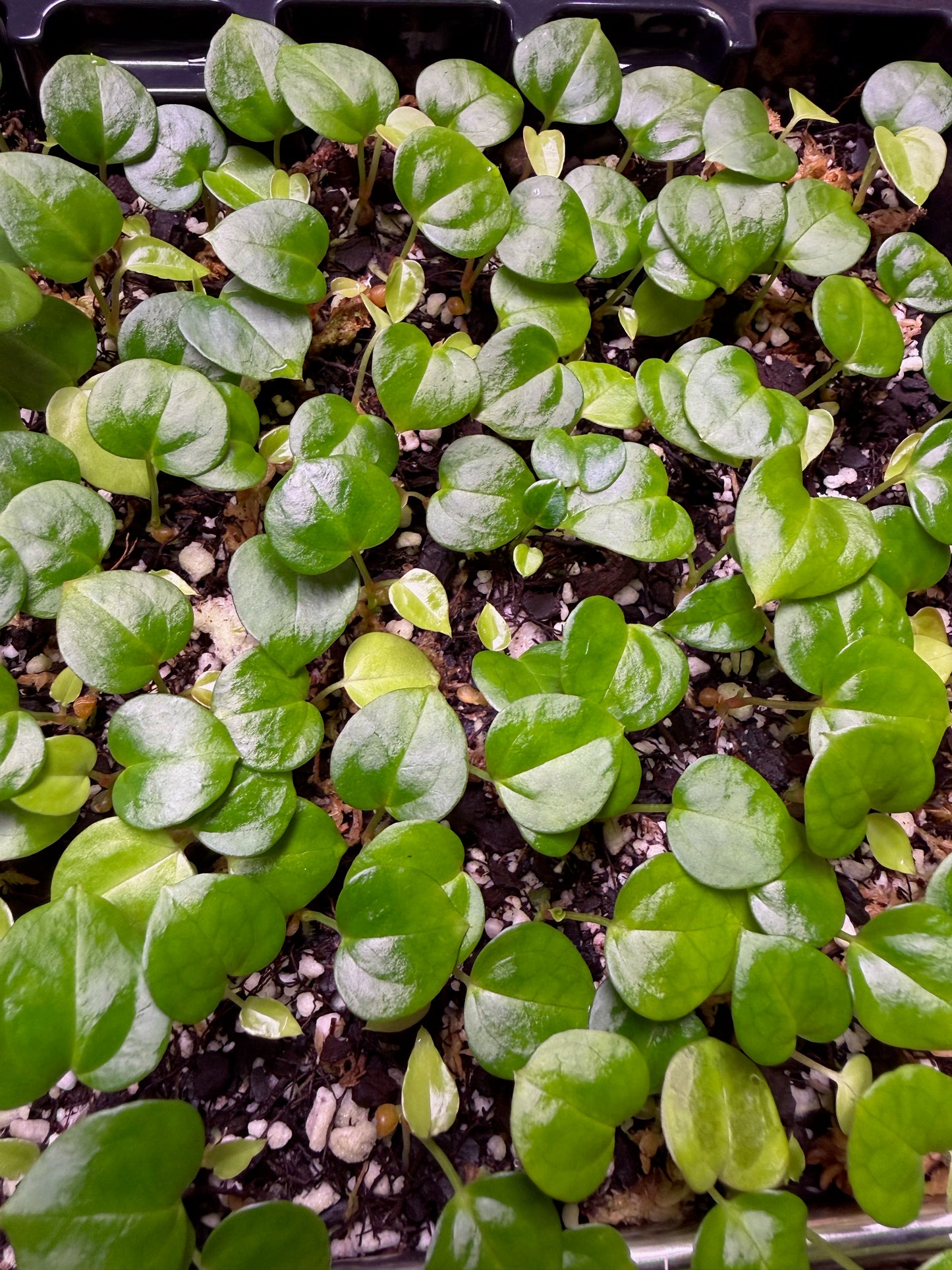 e. Dressleri x Kobra Seedling