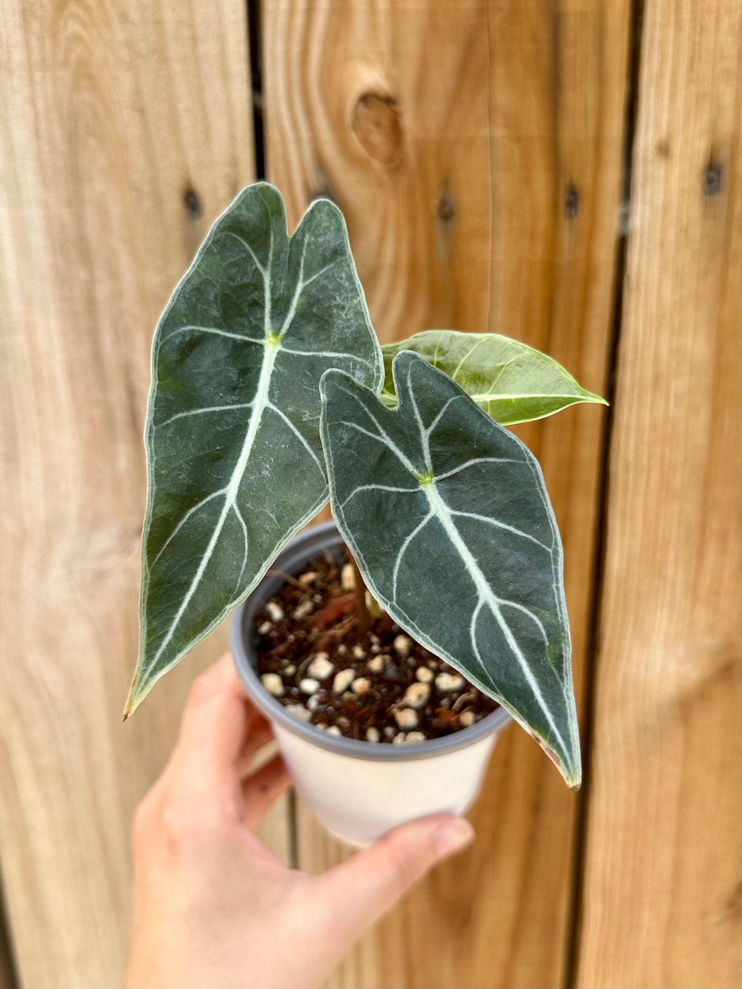 Alocasia Longiloba 'Dragons Tooth'