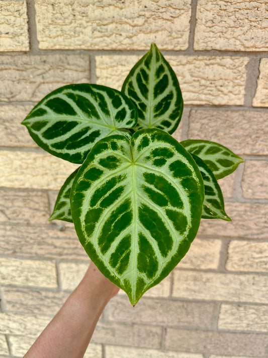 Anthurium Crystallinum Silver Blush