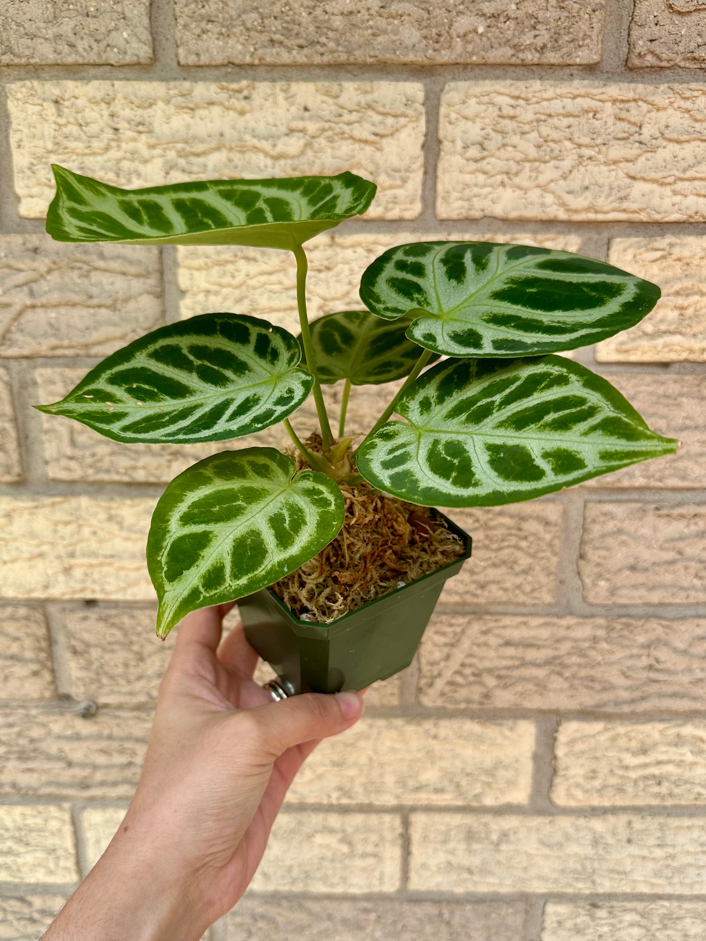 Anthurium Crystallinum Silver Blush