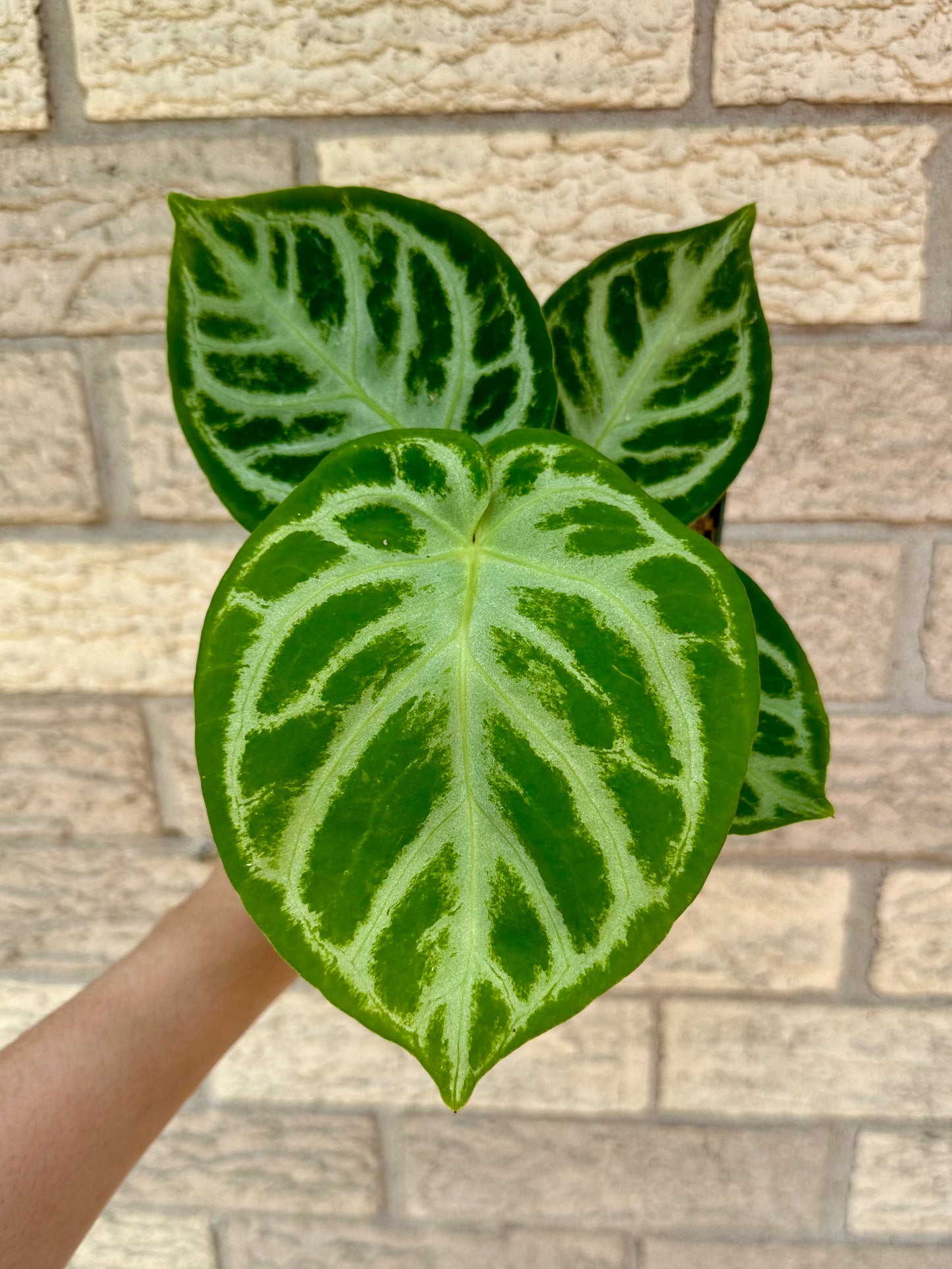 Anthurium Crystallinum Silver Blush