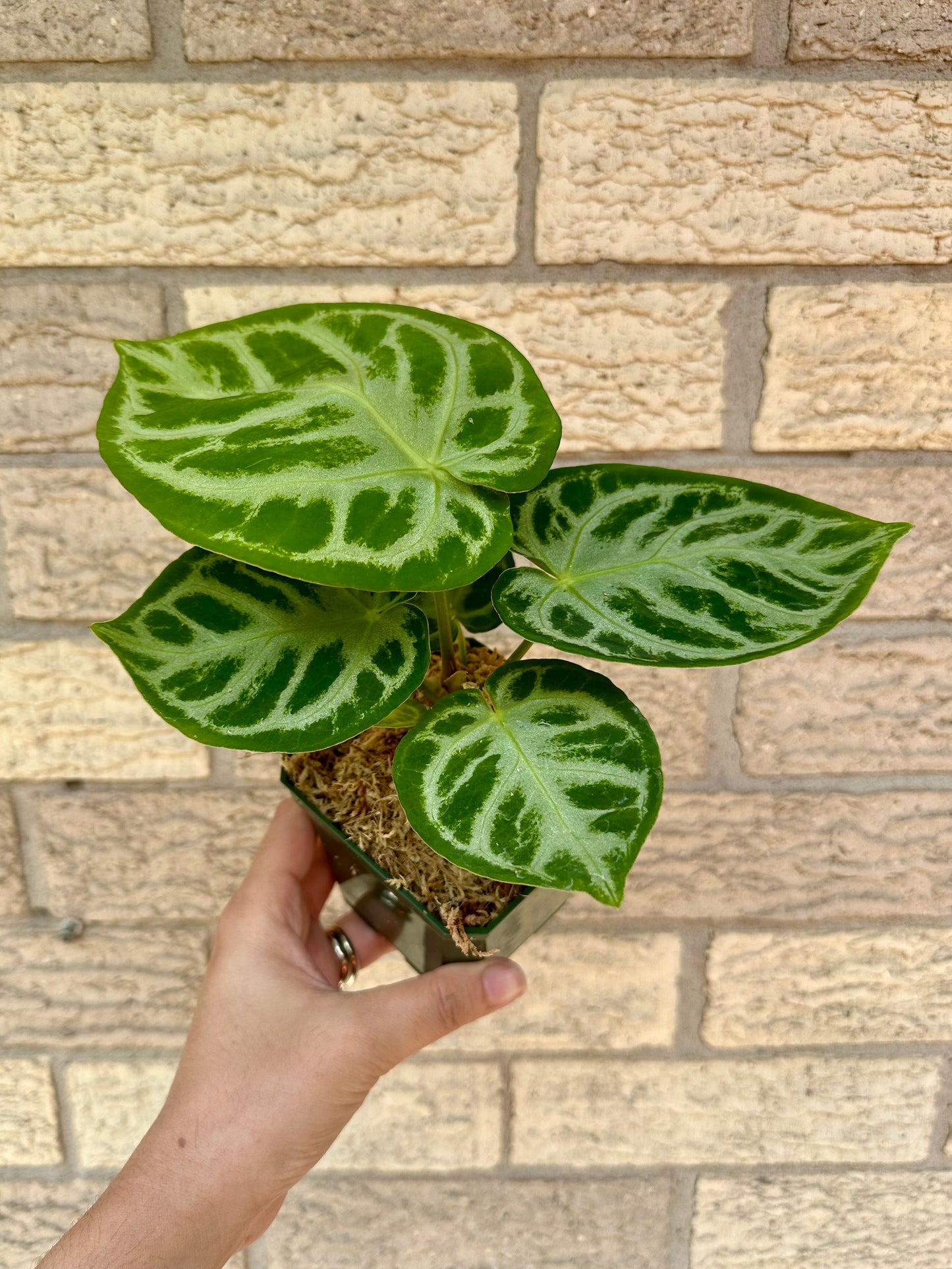 Anthurium Crystallinum Silver Blush