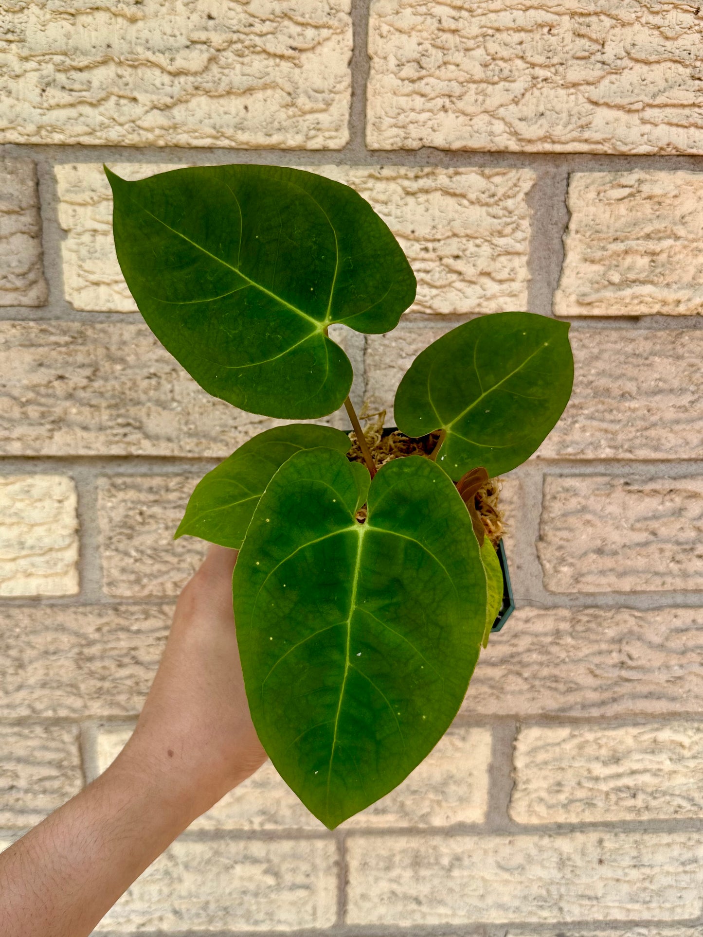 Anthurium Dressleri Indo Type