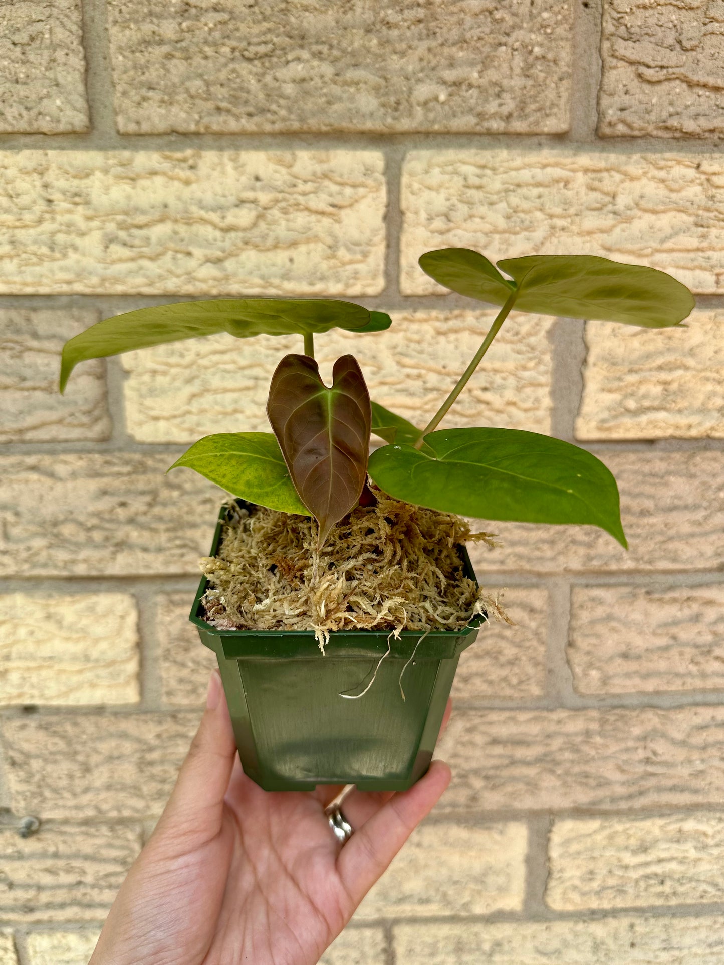 Anthurium Dressleri Indo Type