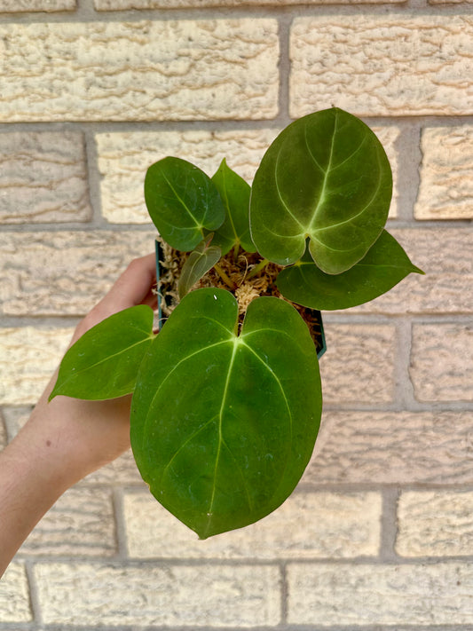 Anthurium Dressleri Indo Type