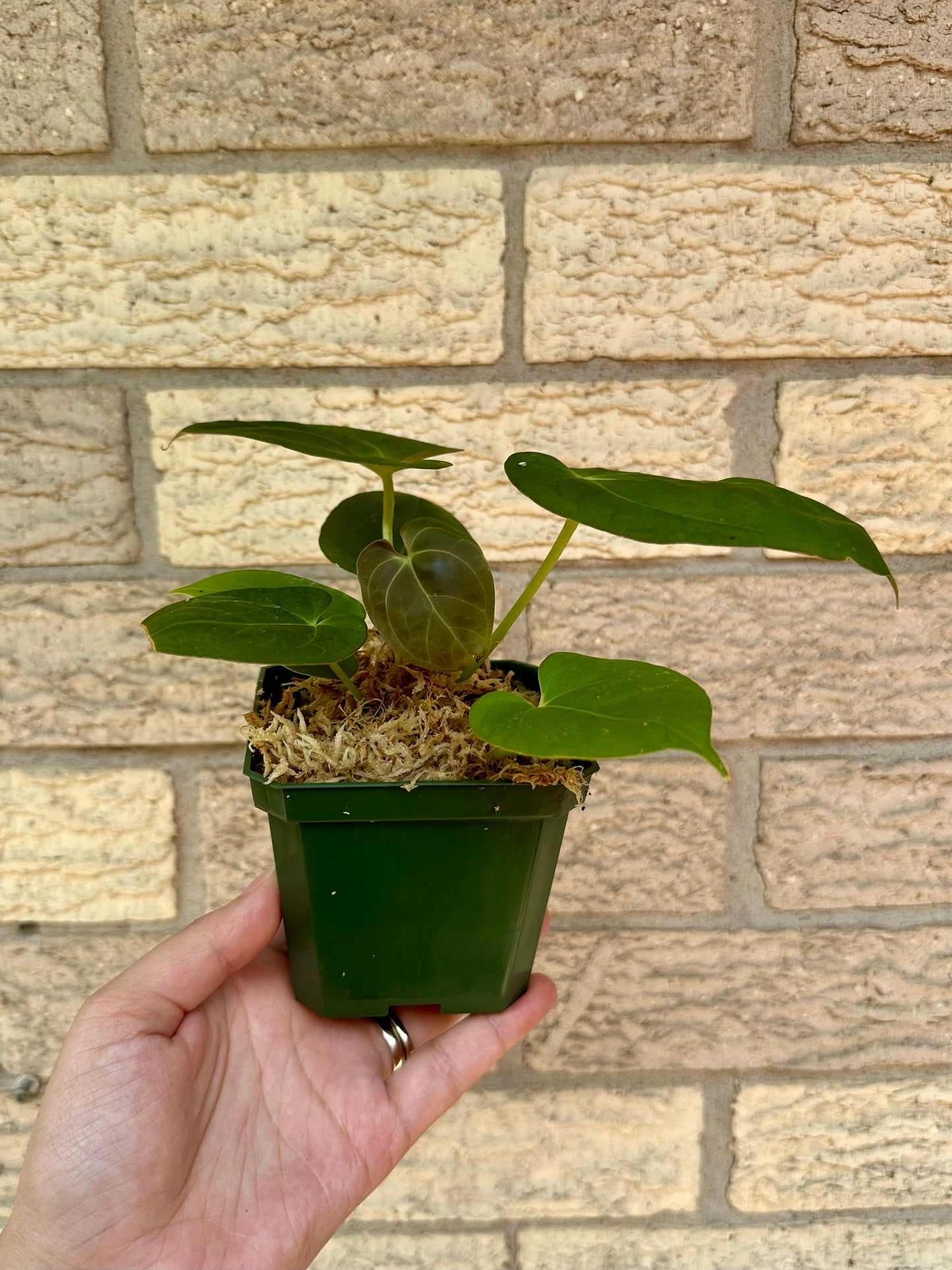 Anthurium Dressleri Indo Type