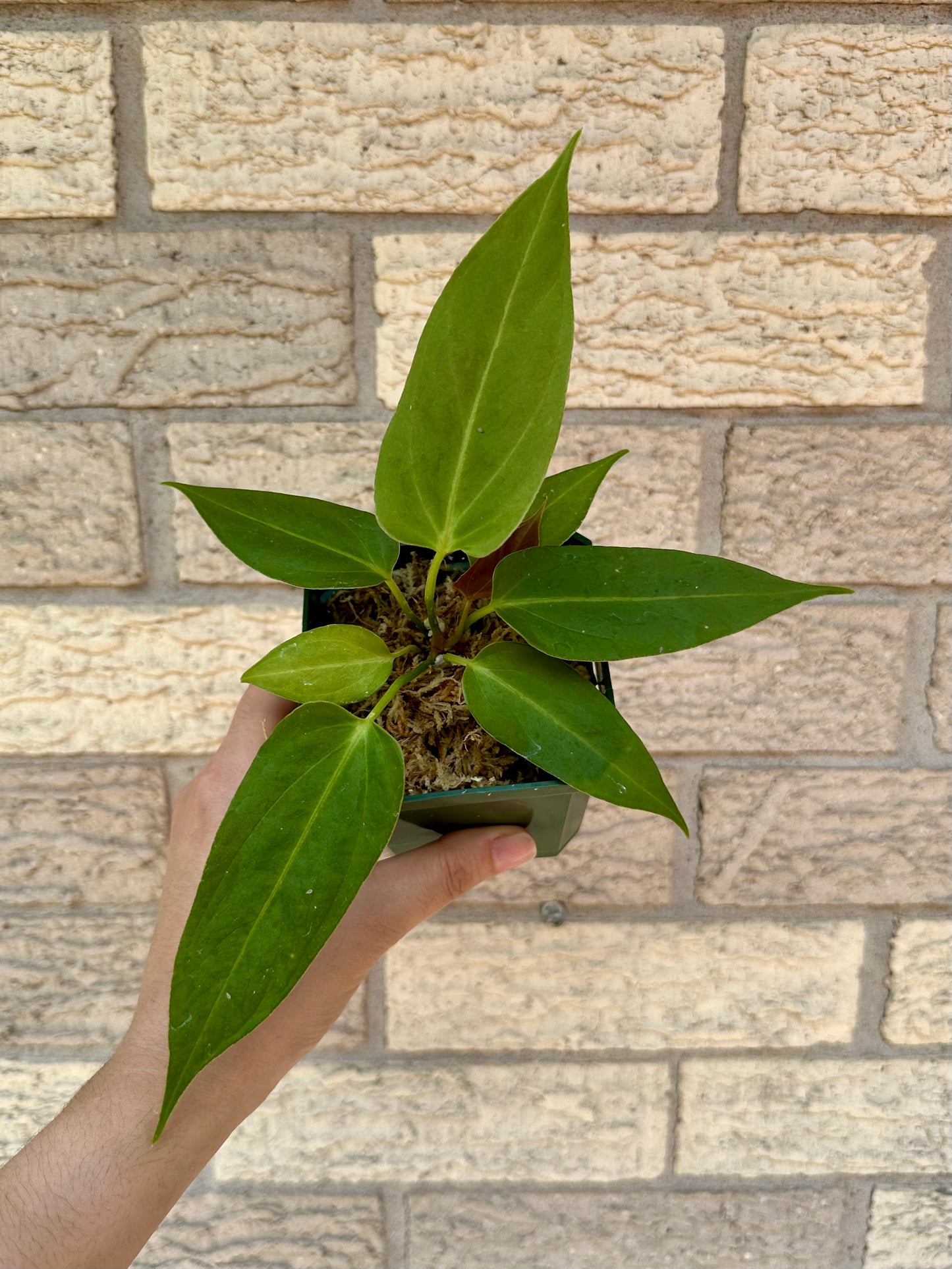 Anthurium Portillae Indo Type