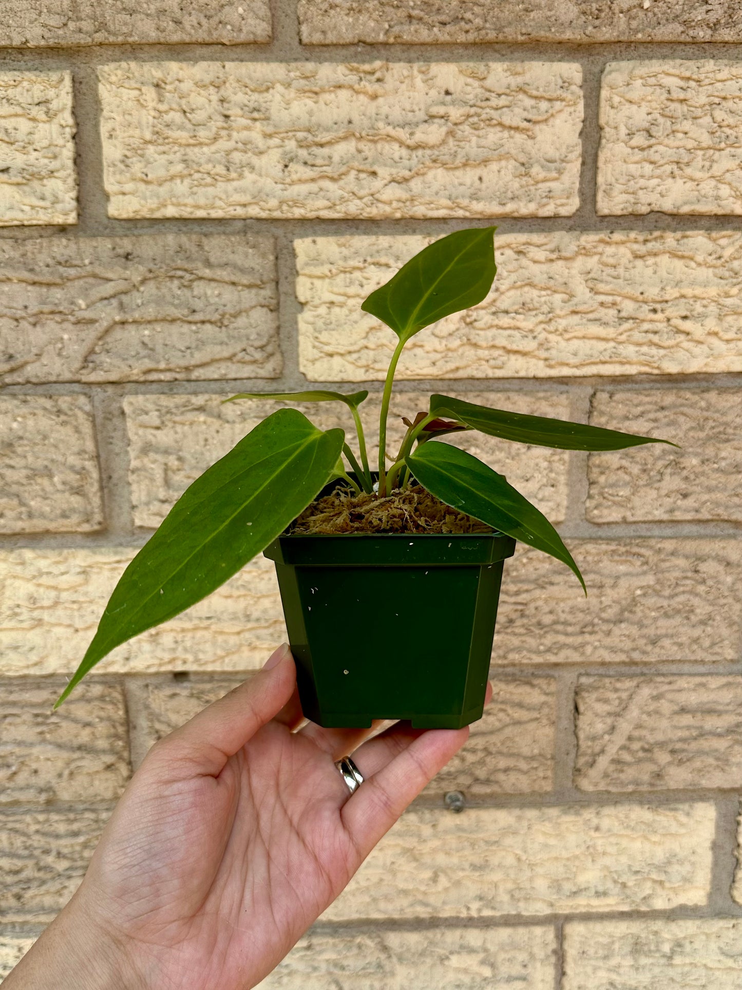 Anthurium Portillae Indo Type