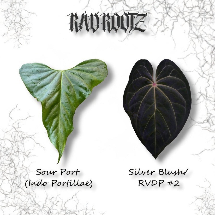 Seedling bundle