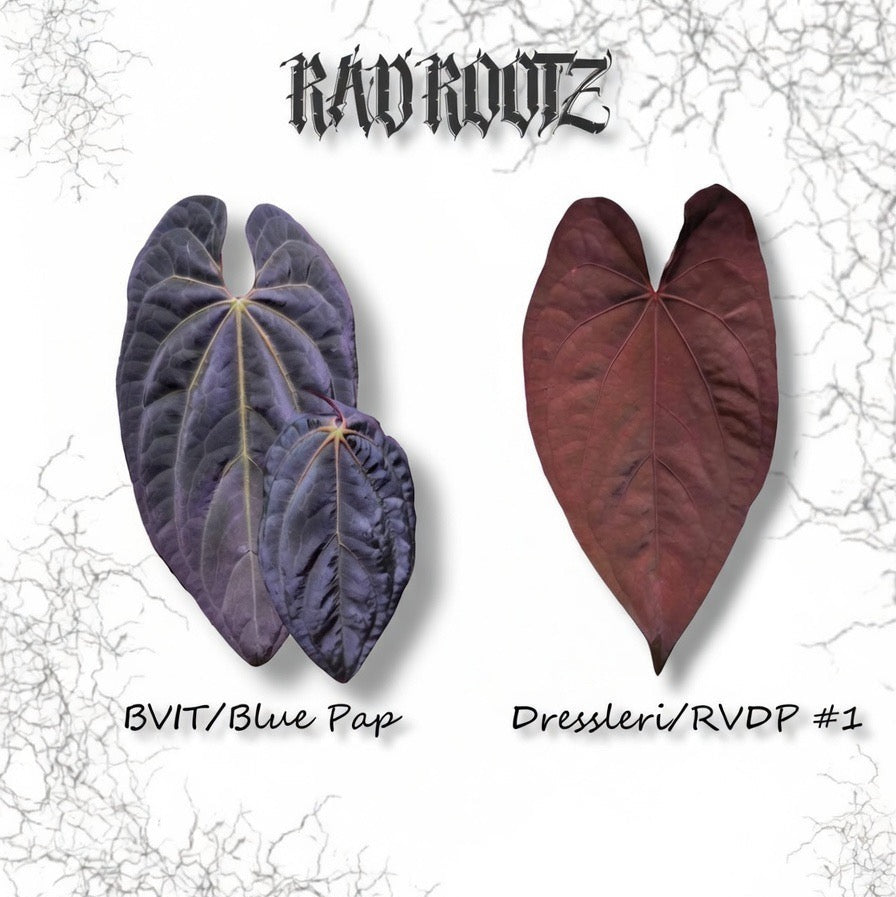 BVIT/Blue Pap x Dressleri/RVDP #1 Seedling