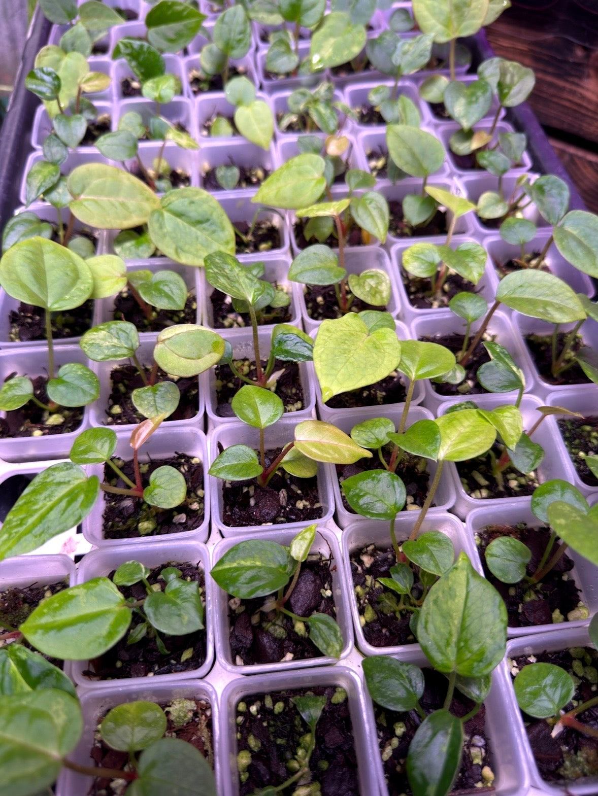 187 x Daddy Roulette Seedling