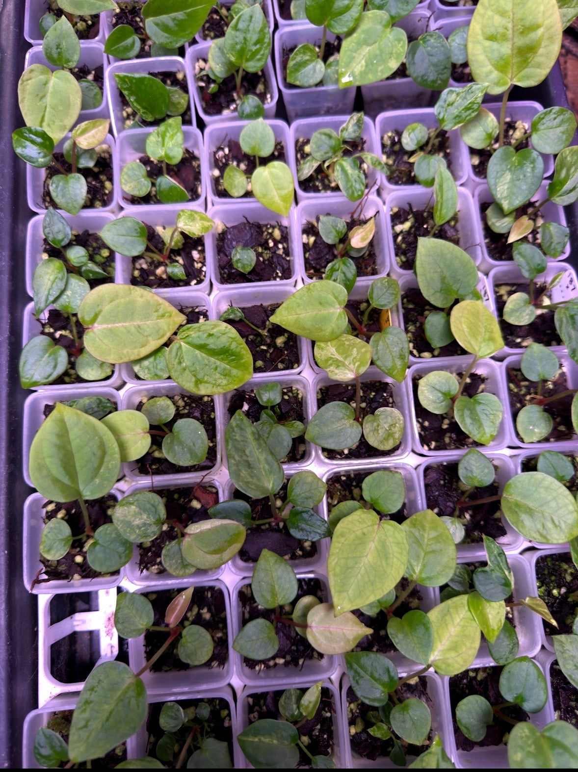 187 x Daddy Roulette Seedling