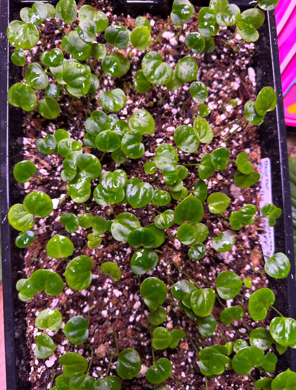 Reject x PHAT Gurl Seedling