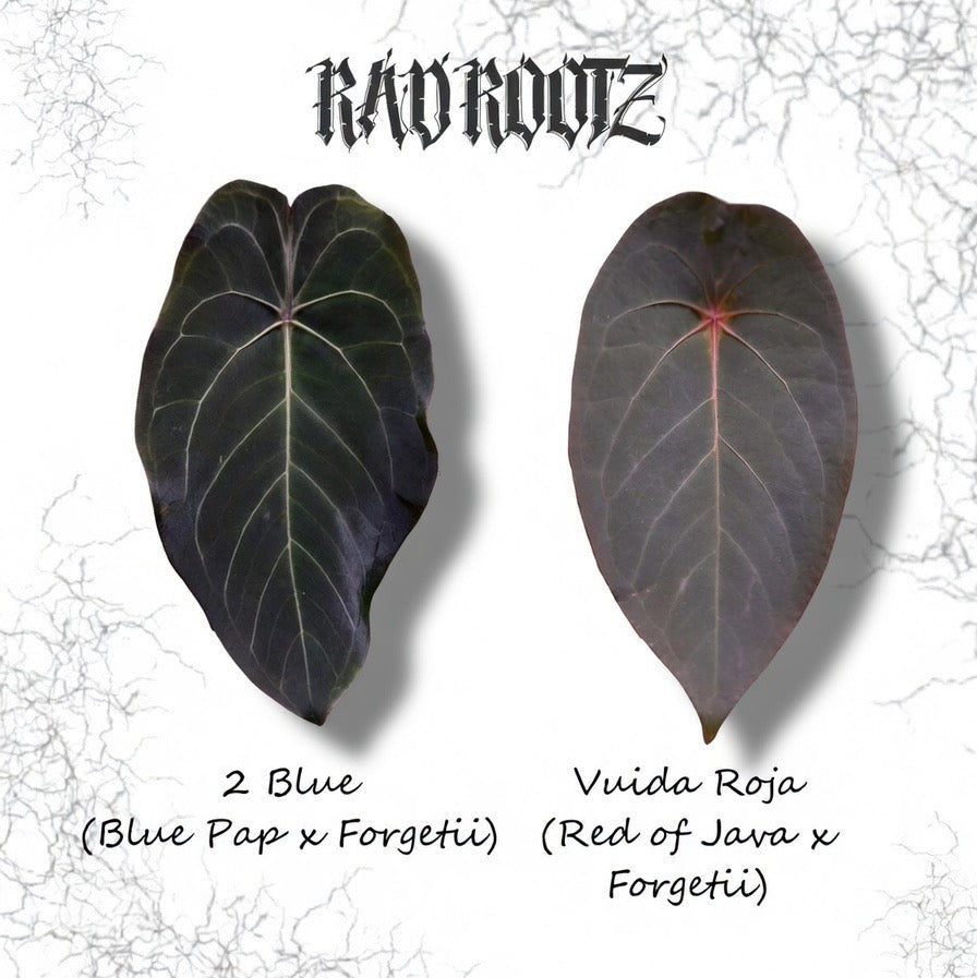 2 Blue x Viuda Roja Seedling