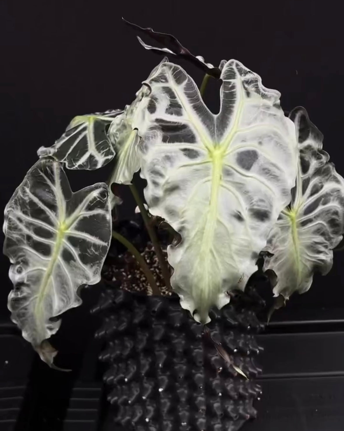 Alocasia Venom