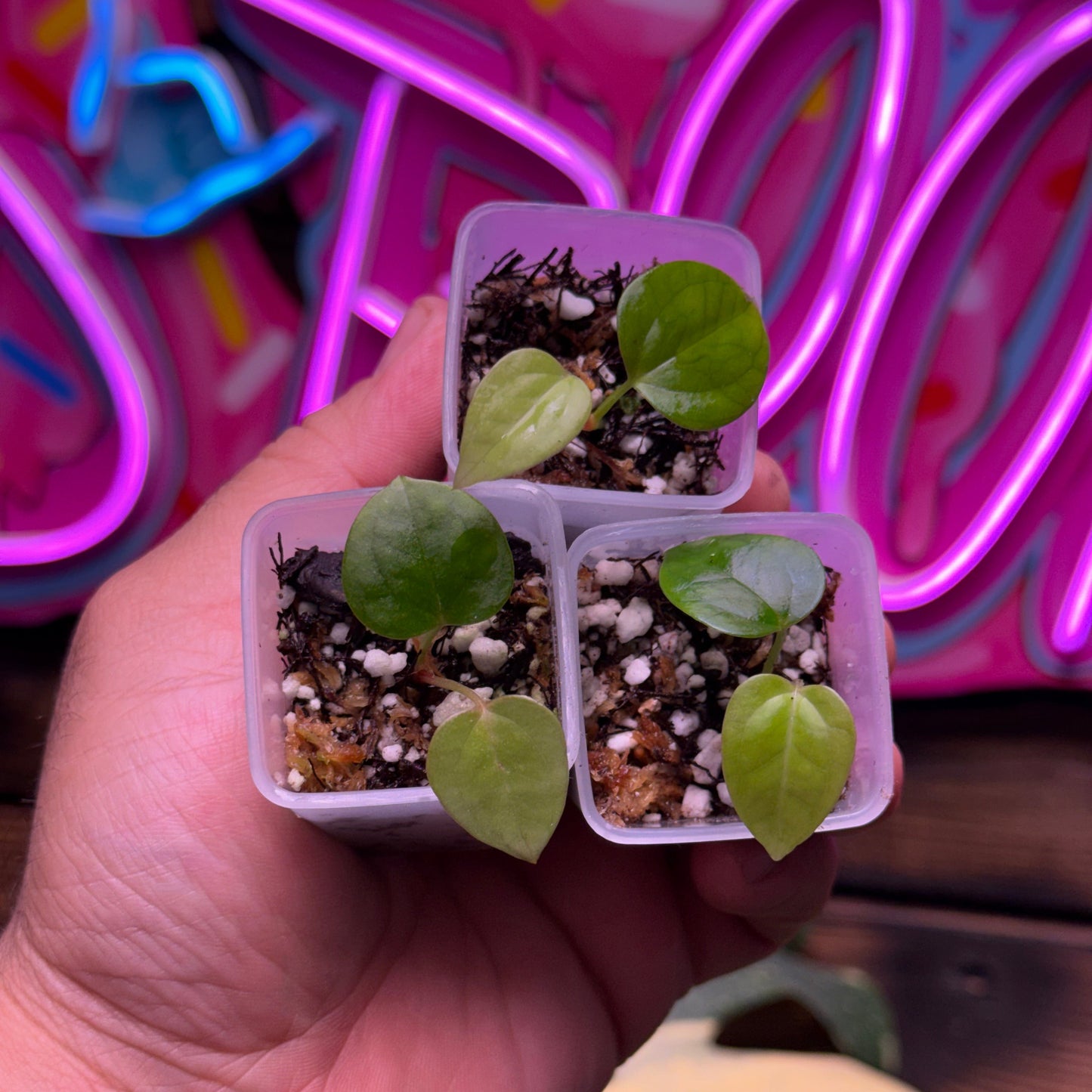 Sour Port x Silver Blush Seedling