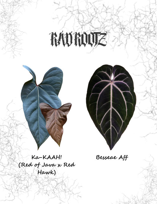 Ka KAAH! x Besseae Aff Seedling